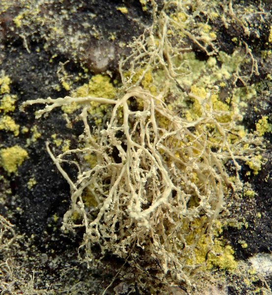 Ramalina intermedia