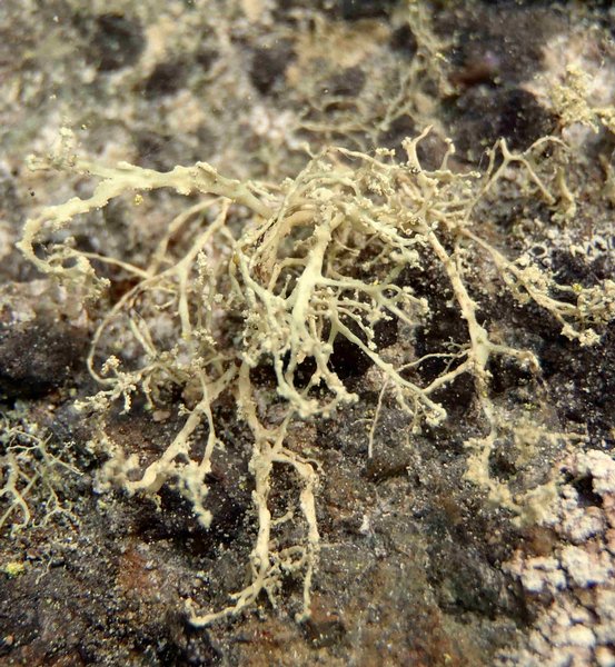 Ramalina intermedia