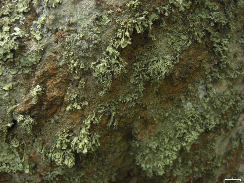 Ramalina intermedia