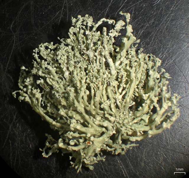Ramalina intermedia