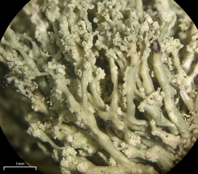 Ramalina intermedia