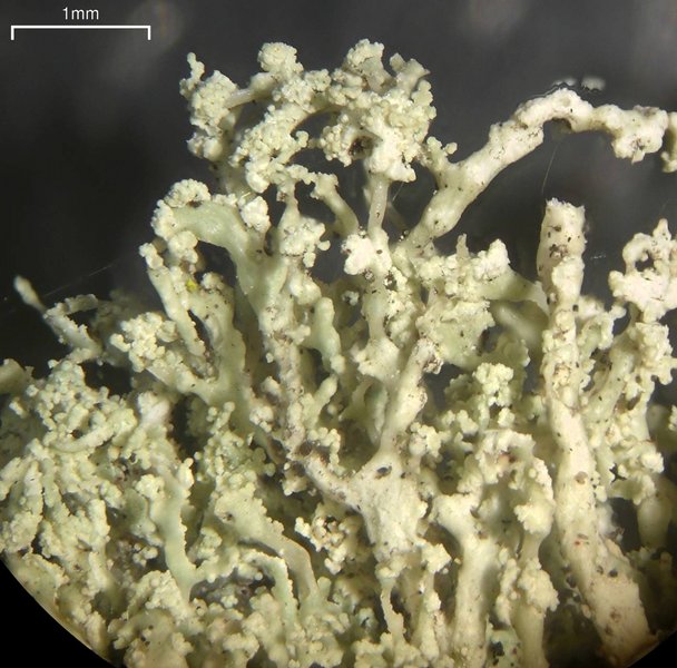 Ramalina intermedia
