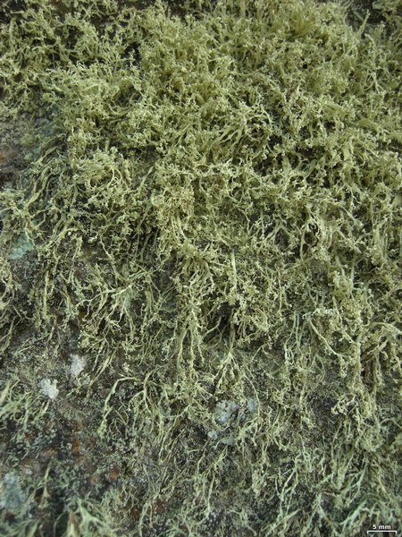 Ramalina intermedia