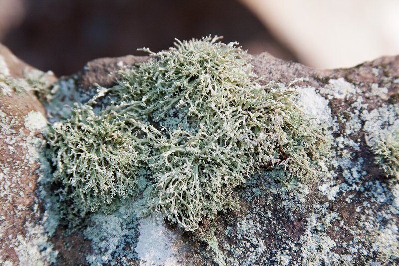 Ramalina intermedia
