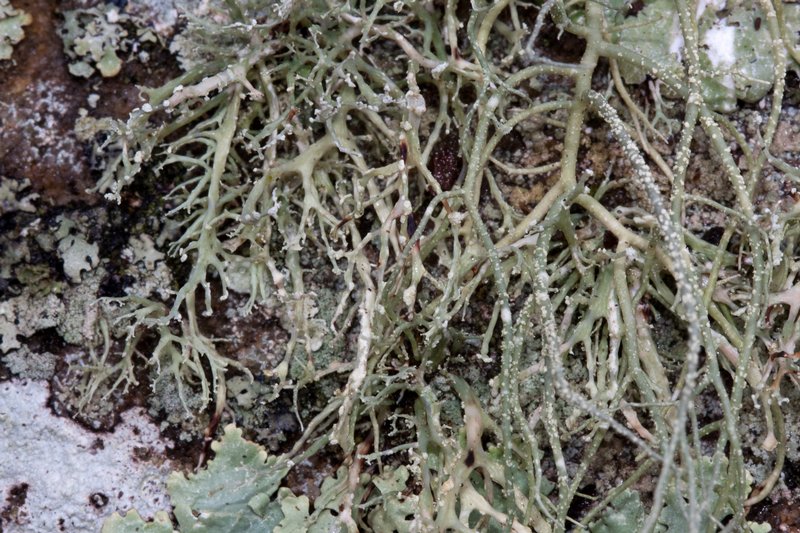 Ramalina intermedia