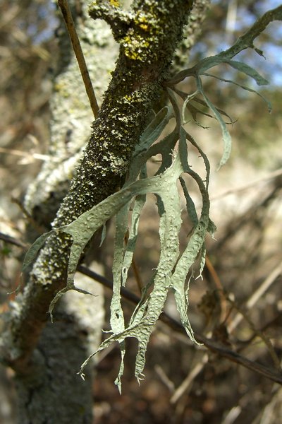 Ramalina leptocarpha