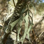 Ramalina leptocarpha