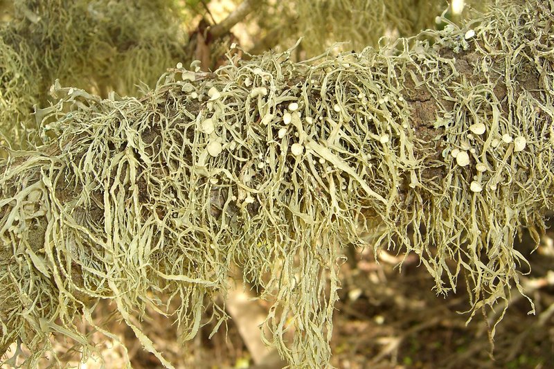 Ramalina leptocarpha