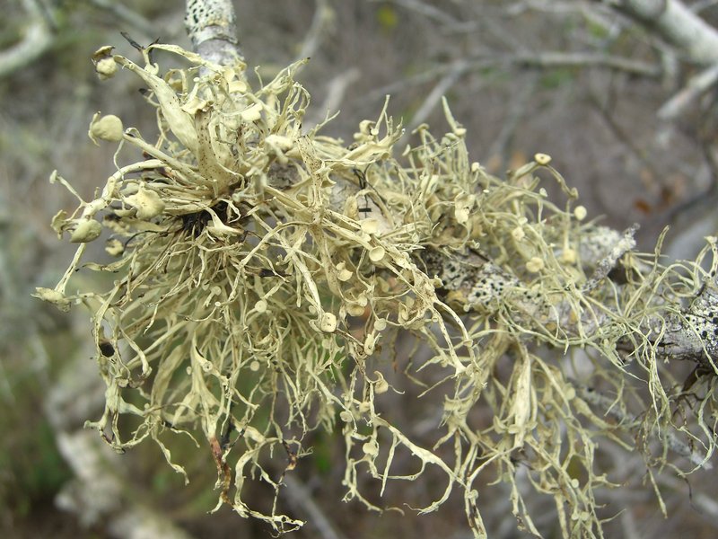 Ramalina leptocarpha