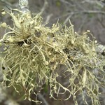 Ramalina leptocarpha