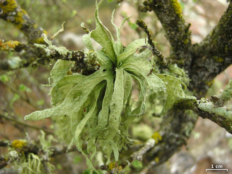 Ramalina leptocarpha