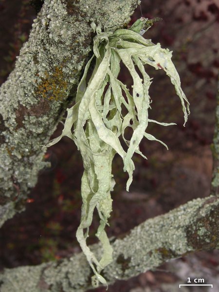 Ramalina leptocarpha