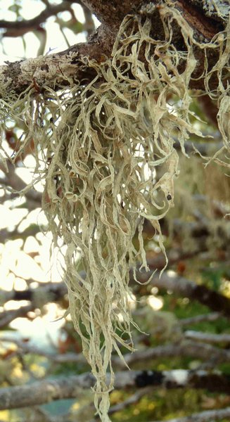 Ramalina leptocarpha