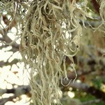 Ramalina leptocarpha