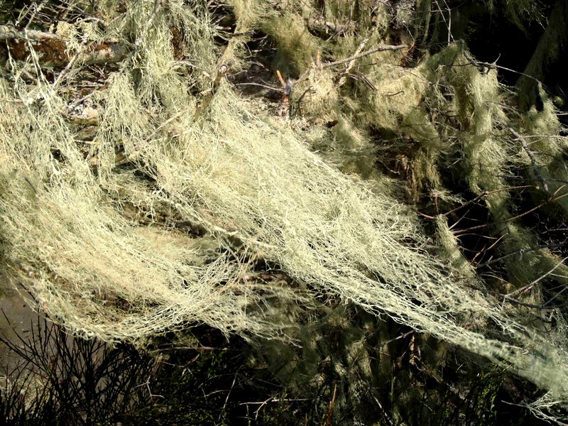 Ramalina menziesii