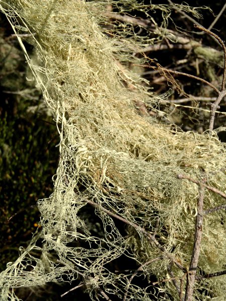 Ramalina menziesii