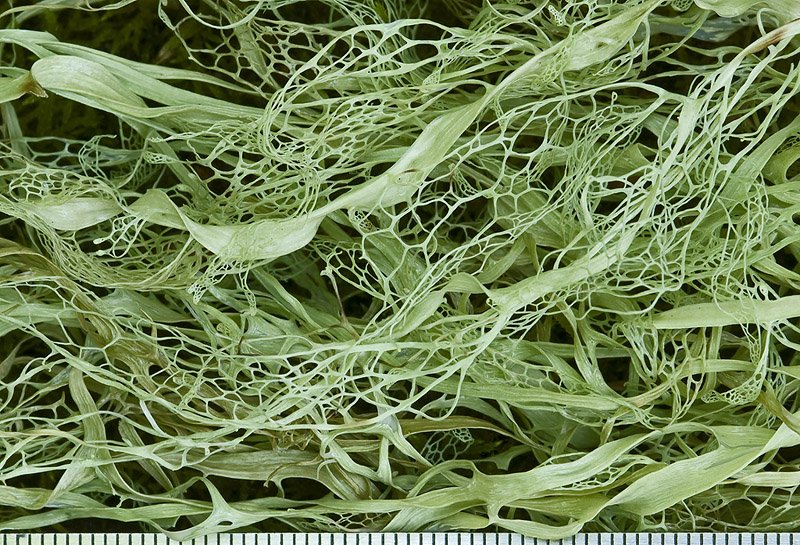 Ramalina menziesii