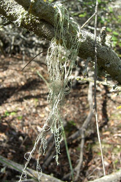 Ramalina menziesii