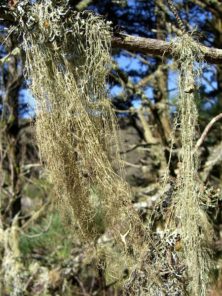 Ramalina menziesii