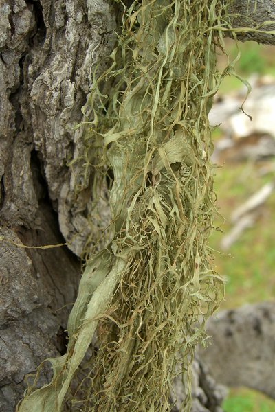 Ramalina menziesii