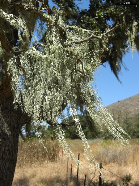 Ramalina menziesii