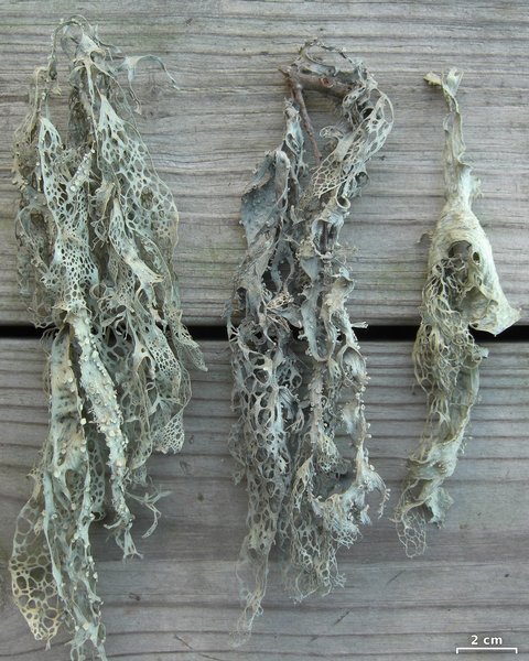 Ramalina menziesii