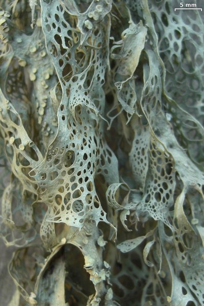 Ramalina menziesii