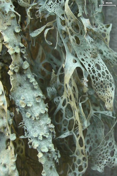 Ramalina menziesii