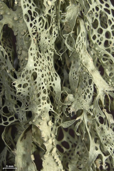 Ramalina menziesii