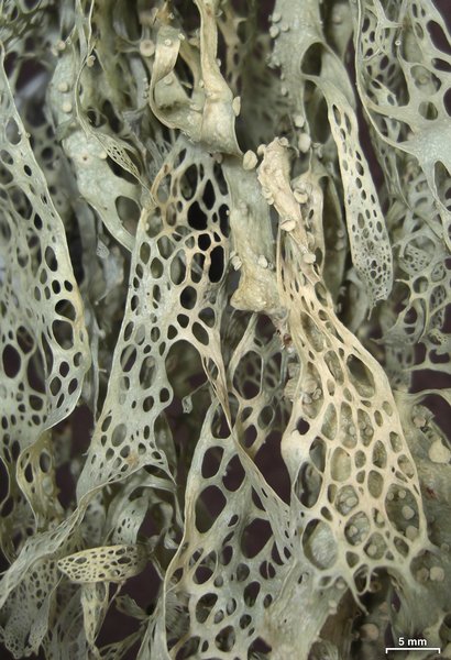 Ramalina menziesii