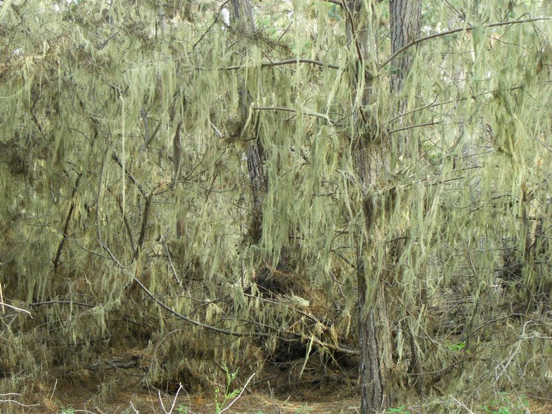 Ramalina menziesii