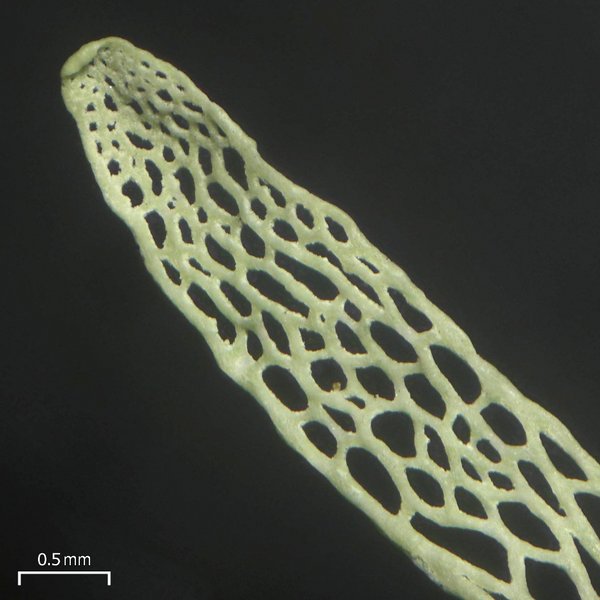 Ramalina menziesii