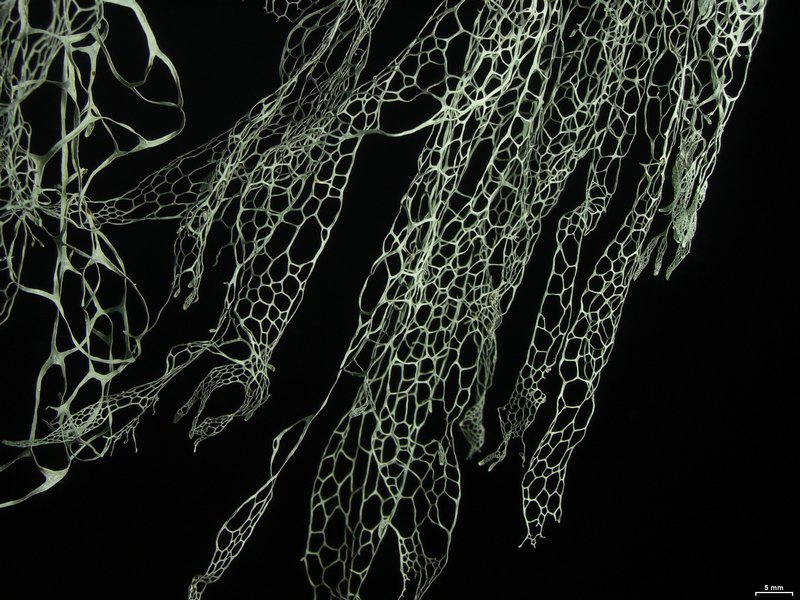 Ramalina menziesii