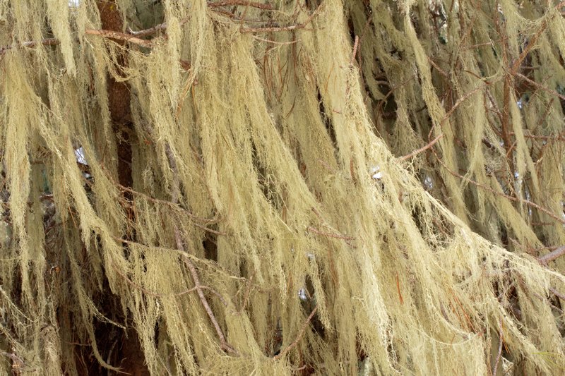 Ramalina menziesii