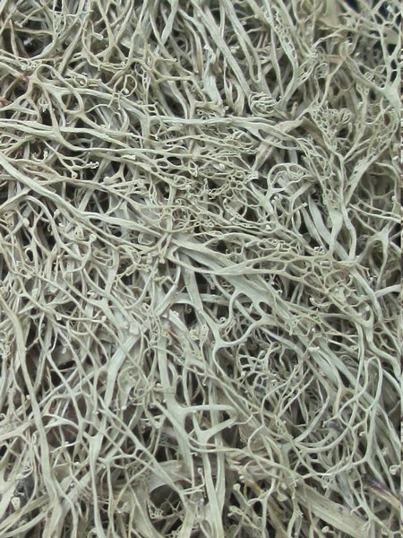 Ramalina menziesii