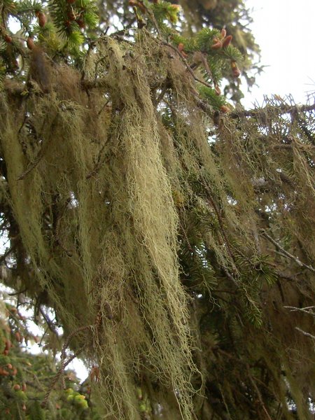 Ramalina menziesii