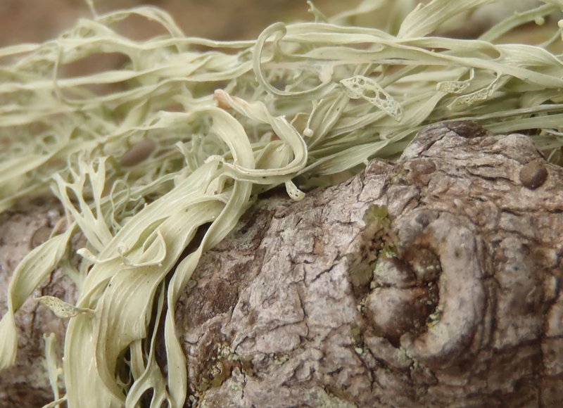 Ramalina menziesii