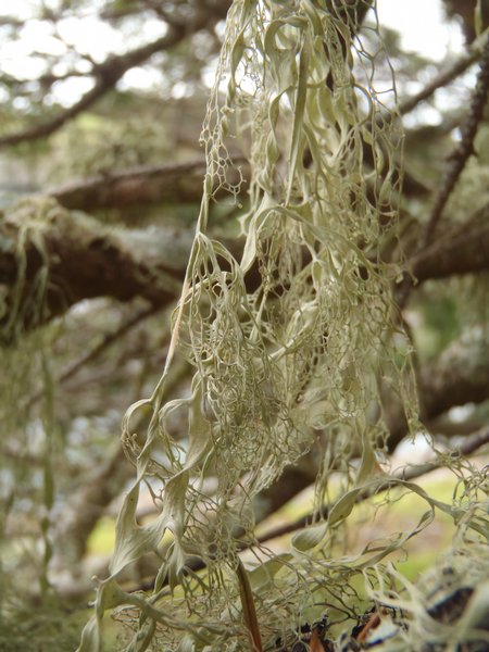 Ramalina menziesii