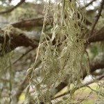 Ramalina menziesii