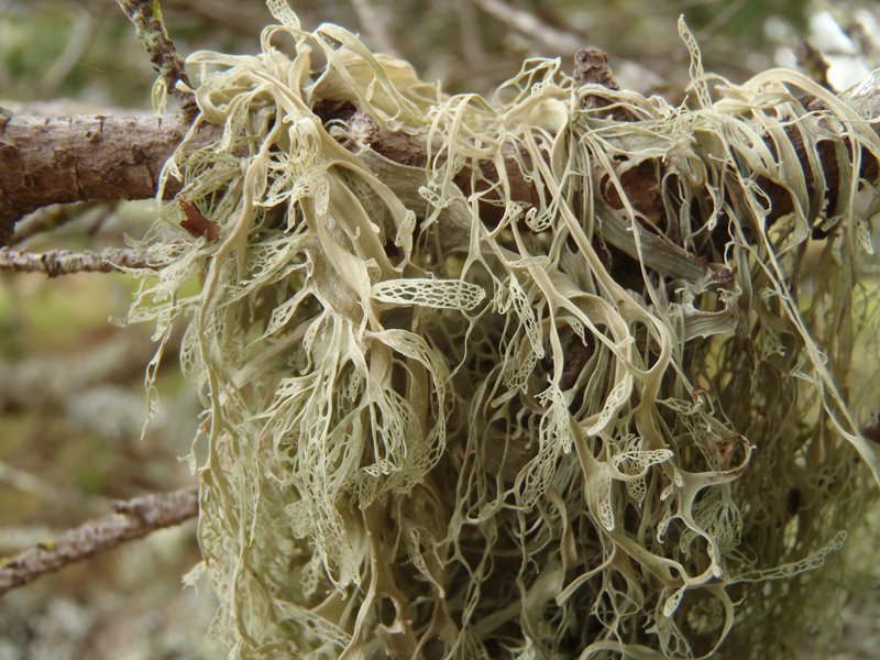 Ramalina menziesii