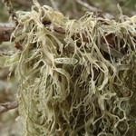 Ramalina menziesii