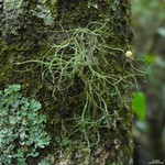 Ramalina montagnei