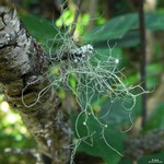 Ramalina montagnei