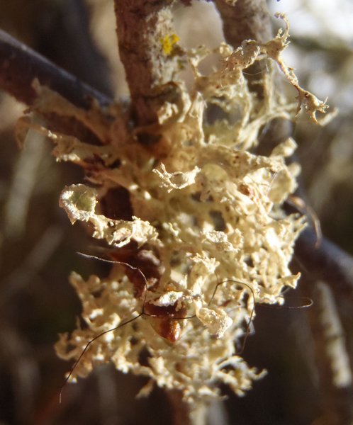 Ramalina obtusata