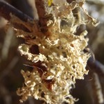 Ramalina obtusata