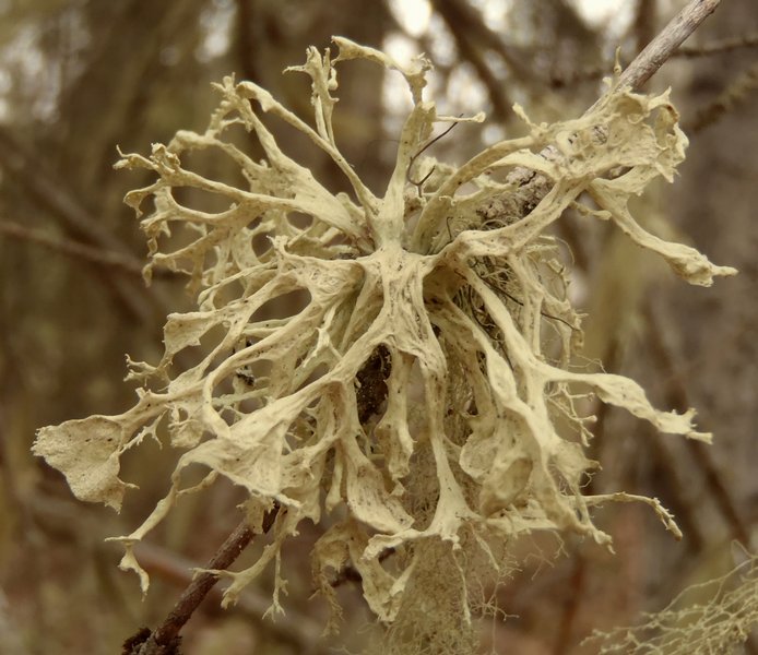 Ramalina obtusata