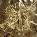 Ramalina obtusata