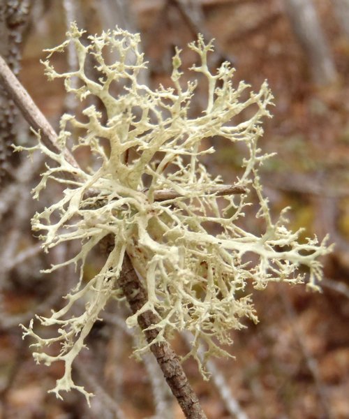 Ramalina obtusata