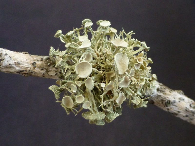 Ramalina paludosa