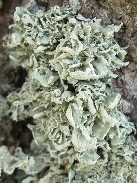 Ramalina pollinaria